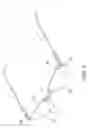Fig. 02 - Rimless spectacles