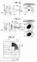 Fig. 03 - Optical head and apparatus for optically recording and reproducing information