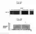 Fig. 06 - Camera and photographic lens and diaphragm for starting a defocus detection without waiting for completion of an aperture opening operation