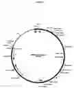 Fig. 08 - Complementing cell lines