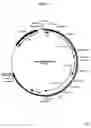 Fig. 16 - Complementing cell lines