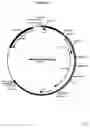 Fig. 17 - Complementing cell lines
