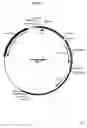 Fig. 19 - Complementing cell lines