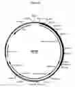 Fig. 22 - Complementing cell lines