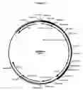 Fig. 24 - Complementing cell lines