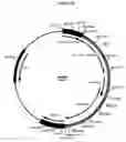Fig. 27 - Complementing cell lines