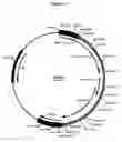 Fig. 28 - Complementing cell lines