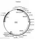 Fig. 29 - Complementing cell lines