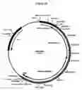 Fig. 30 - Complementing cell lines