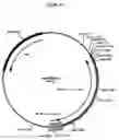 Fig. 31 - Complementing cell lines