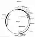 Fig. 32 - Complementing cell lines