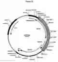 Fig. 33 - Complementing cell lines