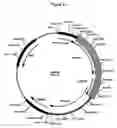 Fig. 34 - Complementing cell lines