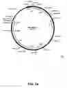 Fig. 35 - Complementing cell lines