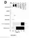 Fig. 08 - Bone Morphogenetic Variants, Compositions and Methods of Treatment