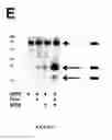 Fig. 09 - Bone Morphogenetic Variants, Compositions and Methods of Treatment