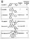 Fig. 01 - Methods and Compositions for Use in Treating Vascular Diseases and Conditions