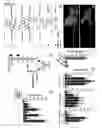 Fig. 02 - Methods and Compositions for Use in Treating Vascular Diseases and Conditions