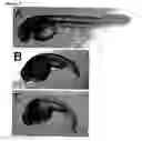 Fig. 06 - Methods and Compositions for Use in Treating Vascular Diseases and Conditions