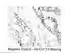 Fig. 01 - Ovr110 antibody compositions and methods of use
