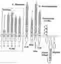 Fig. 01 - Human DNAX toll-like receptor 4 proteins, related reagents and methods