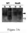 Fig. 07 - GRP94-BASED COMPOSITIONS AND METHODS OF USE THEREOF