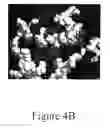 Fig. 11 - GRP94-BASED COMPOSITIONS AND METHODS OF USE THEREOF