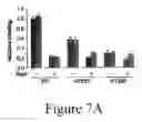 Fig. 19 - GRP94-BASED COMPOSITIONS AND METHODS OF USE THEREOF