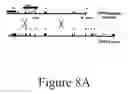 Fig. 22 - GRP94-BASED COMPOSITIONS AND METHODS OF USE THEREOF