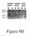 Fig. 23 - GRP94-BASED COMPOSITIONS AND METHODS OF USE THEREOF