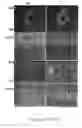 Fig. 24 - GRP94-BASED COMPOSITIONS AND METHODS OF USE THEREOF