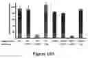 Fig. 32 - GRP94-BASED COMPOSITIONS AND METHODS OF USE THEREOF