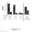 Fig. 40 - GRP94-BASED COMPOSITIONS AND METHODS OF USE THEREOF