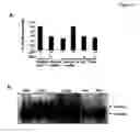 Fig. 47 - GRP94-BASED COMPOSITIONS AND METHODS OF USE THEREOF