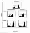 Fig. 40 - Stimulation of thymus for vaccination development