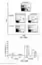 Fig. 43 - Stimulation of thymus for vaccination development