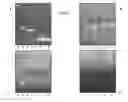 Fig. 02 - Methods and compositions for the disruption of biofilms