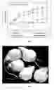Fig. 07 - Novel Anticancer Agent, Methods for Obtaining the Same and Pharmaceutical Compositions Thereof