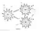 Fig. 02 - Nanoparticles confined in polyelectrolytes