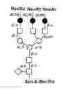 Fig. 01 - Process for screening glycoform-specific antibodies