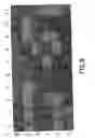Fig. 13 - HIGH THROUGHPUT METHOD TO IDENTIFY LIGANDS FOR CELL ATTACHMENT