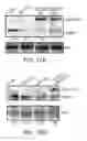 Fig. 33 - Modulation of T cell signaling threshold and T cell sensitivity to antigens