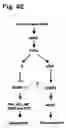 Fig. 09 - Methods for reduction of adipose tissue mass