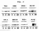 Fig. 03 - Molecular Chaperone Function Regulator