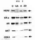Fig. 04 - Molecular Chaperone Function Regulator