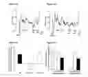 Fig. 02 - Methods and compositions for modulating BK channel activity and vasodilation
