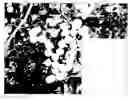 Fig. 01 - Grapevine (Sheegene-15)