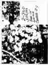 Fig. 02 - Grapevine (Sheegene-15)