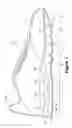 Fig. 02 - Article of footwear having a fluid-filled bladder with a reinforcing structure