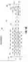 Fig. 07 - Local self-boost inhibit scheme with shielded word line